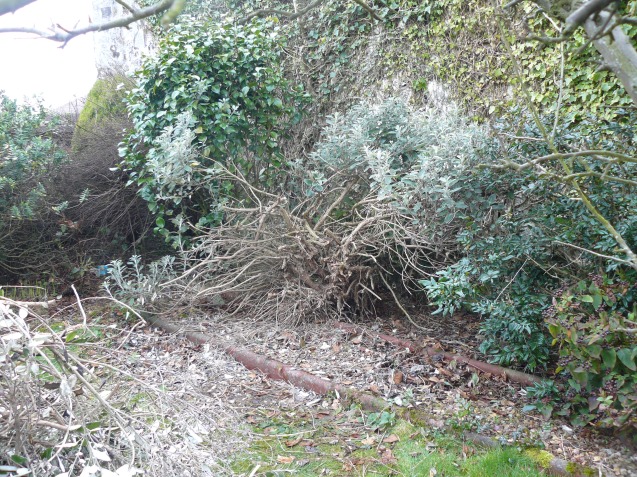 Thicket Clearance in progress.