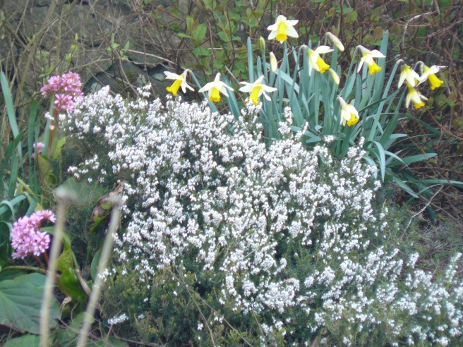 Lucky white heather and daffodils