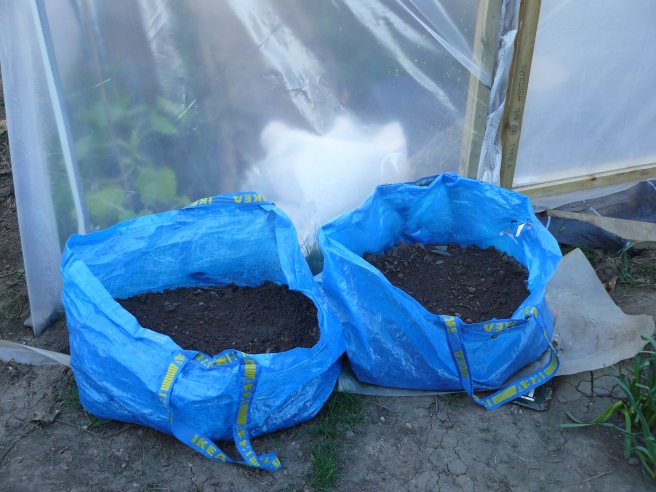 Potatoes planted in Ikea bags