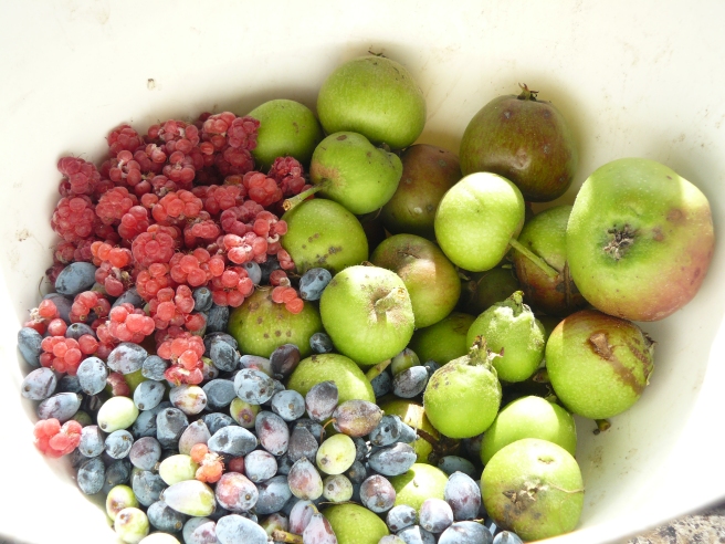 The ingredients for the mixed fruit jam.