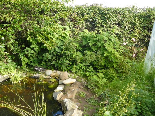 Here is the patch, behind the pond and with the back of the polytunnel visible in the right hand side of the picture.